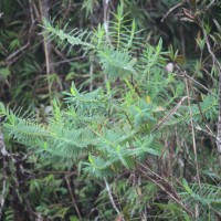 Hypericum mysurense Wall. ex Wight & Arn.